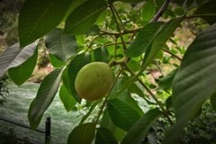 580024_75fb4b9745fb41d09f338c232863f3e4mv2