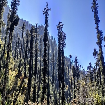 Jibhi Seraj Valley Weekend – 3 Days